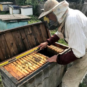 Honey Extraction